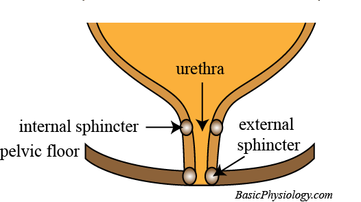 Diagram of the two urinary sphincters and the urethra
